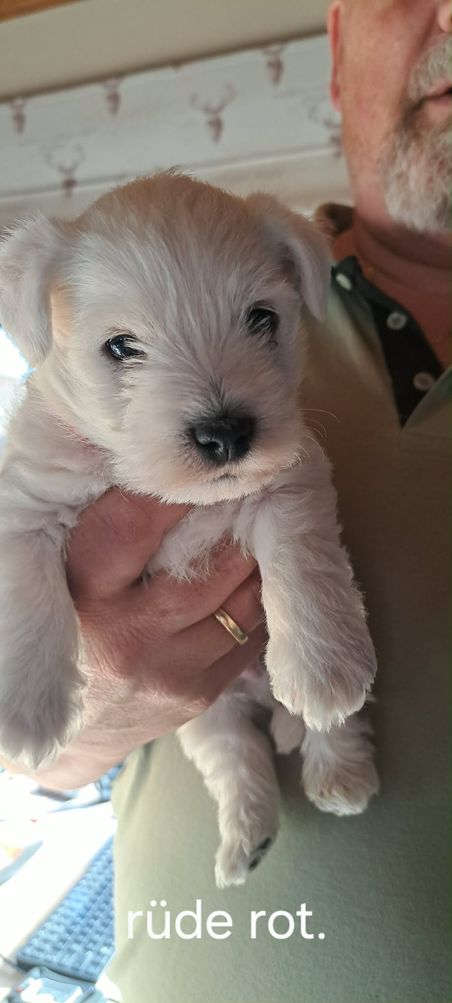 Edelweis of Beauties Zazou